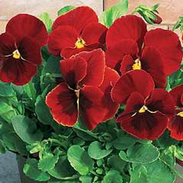 Omaxe Pansy F1 Scarlet Red Blotch Seeds